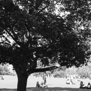 Reading under the Oak tree